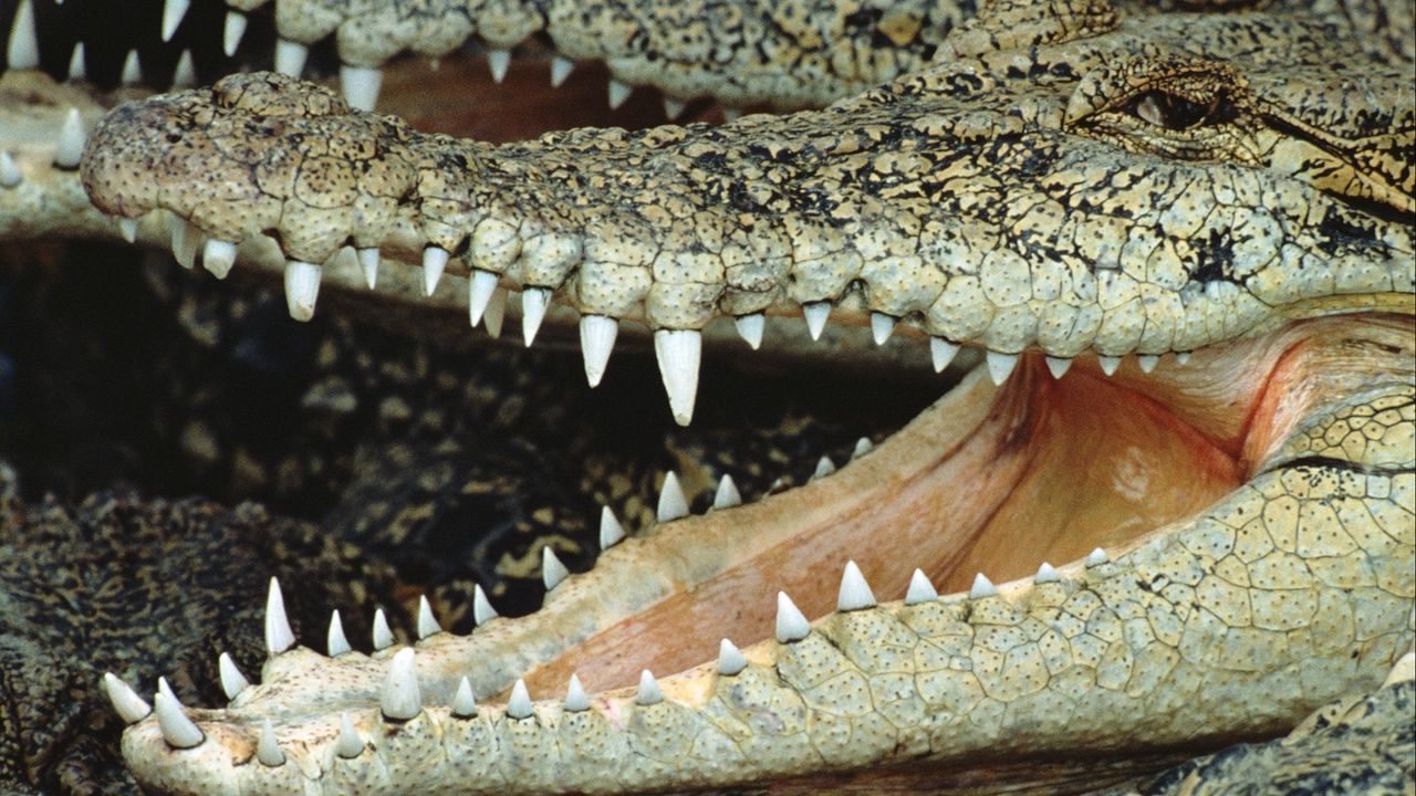 Wallpaper crocodile, mouth, face, teeth