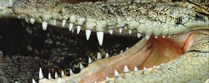Preview wallpaper crocodile, mouth, face, teeth