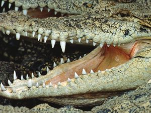 Preview wallpaper crocodile, mouth, face, teeth