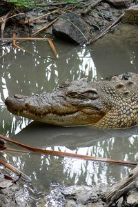 Preview wallpaper crocodile, mud, water, swim, logs