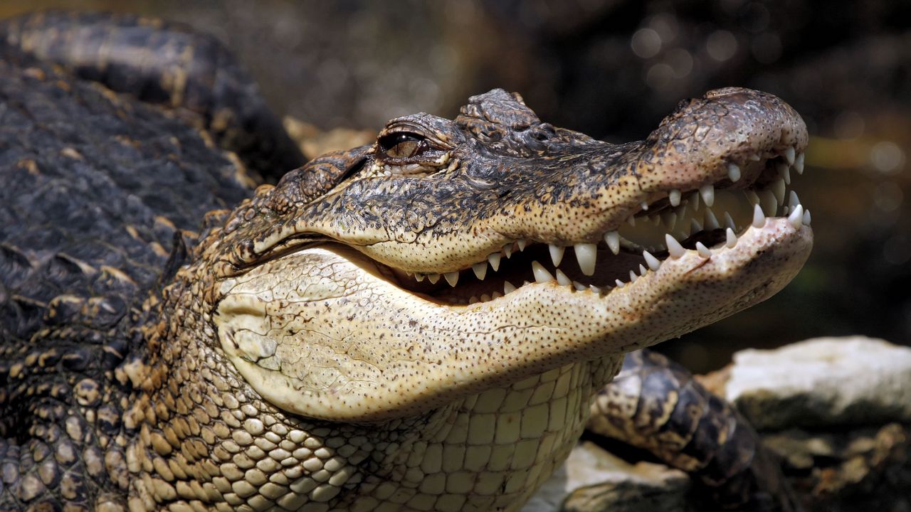 Wallpaper crocodile, muzzle, dangerous