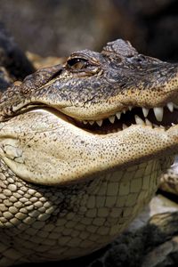 Preview wallpaper crocodile, muzzle, dangerous