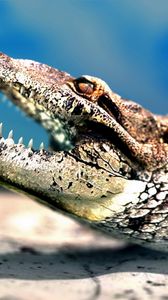 Preview wallpaper crocodile, muzzle, teeth, predator