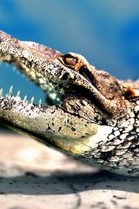 Preview wallpaper crocodile, muzzle, teeth, predator