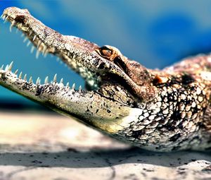 Alligator Sunglasses Images – Browse 433 Stock Photos, Vectors, and Video |  Adobe Stock