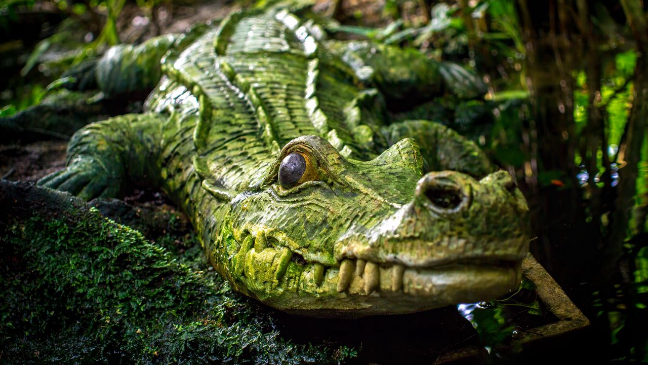 Wallpaper crocodile, reptile, green