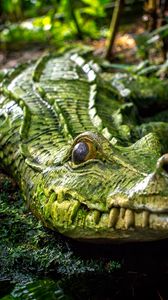 Preview wallpaper crocodile, reptile, green