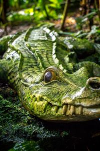 Preview wallpaper crocodile, reptile, green