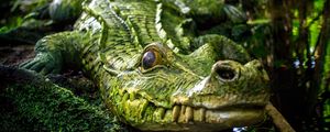 Preview wallpaper crocodile, reptile, green