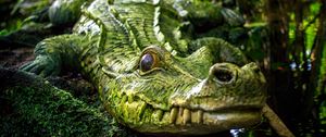 Preview wallpaper crocodile, reptile, green