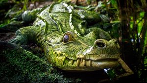 Preview wallpaper crocodile, reptile, green