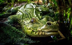 Preview wallpaper crocodile, reptile, green