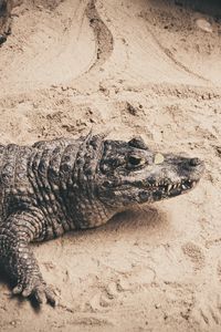 Preview wallpaper crocodile, sand, reptile