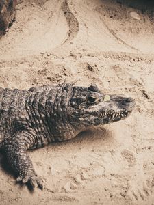 Preview wallpaper crocodile, sand, reptile