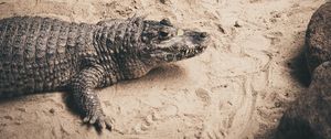 Preview wallpaper crocodile, sand, reptile