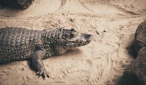 Preview wallpaper crocodile, sand, reptile