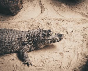 Preview wallpaper crocodile, sand, reptile