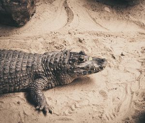 Preview wallpaper crocodile, sand, reptile