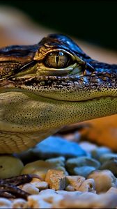 Preview wallpaper crocodile, small, face, color, spotted