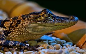 Preview wallpaper crocodile, small, face, color, spotted