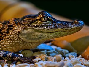 Preview wallpaper crocodile, small, face, color, spotted