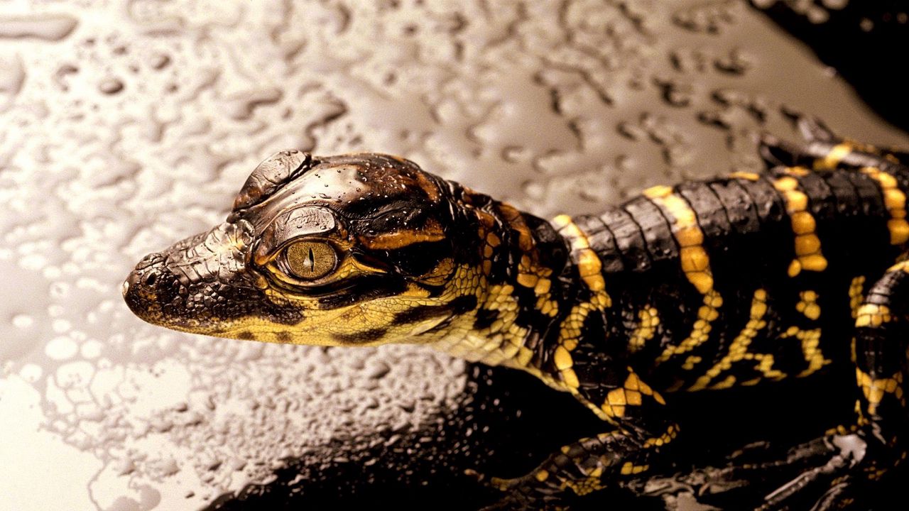 Wallpaper crocodile, small, reptile, striped