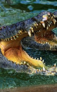 Preview wallpaper crocodile, snout, teeth, water, predator