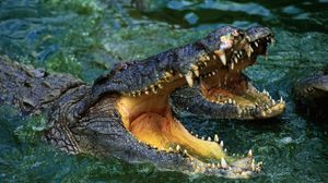 Preview wallpaper crocodile, snout, teeth, water, predator