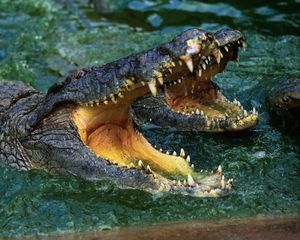 Preview wallpaper crocodile, snout, teeth, water, predator