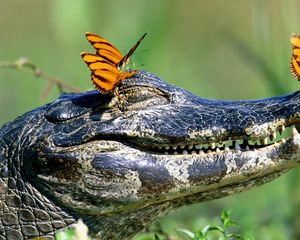 Preview wallpaper crocodile, snout, teeth, butterflies