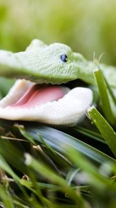 Preview wallpaper crocodile, toy, grass, face, smile