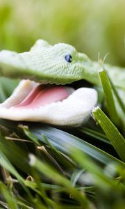 Preview wallpaper crocodile, toy, grass, face, smile