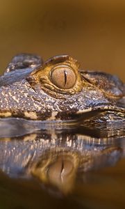 Preview wallpaper crocodile, water, face, eyes, angry, predatory