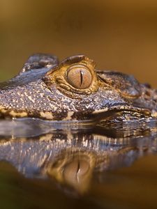 Preview wallpaper crocodile, water, face, eyes, angry, predatory