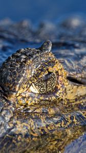 Preview wallpaper crocodile, water, macro