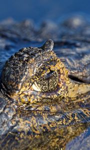 Preview wallpaper crocodile, water, macro