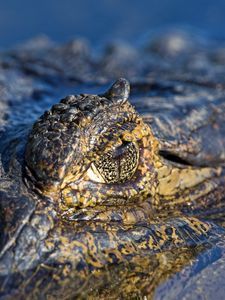 Preview wallpaper crocodile, water, macro