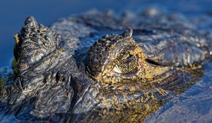 Preview wallpaper crocodile, water, macro