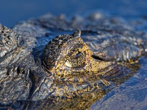 Preview wallpaper crocodile, water, macro