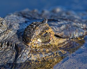 Preview wallpaper crocodile, water, macro