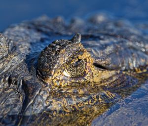 Preview wallpaper crocodile, water, macro