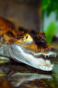 Preview wallpaper crocodile, water, predator