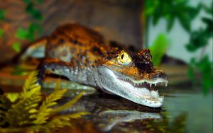 Preview wallpaper crocodile, water, predator