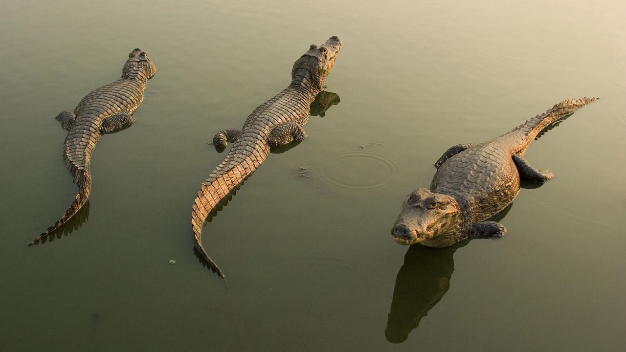 Wallpaper crocodiles, water, lie, dangerous