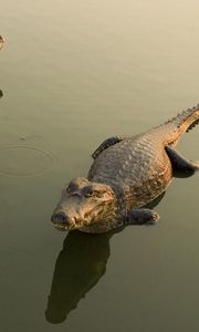 Preview wallpaper crocodiles, water, lie, dangerous