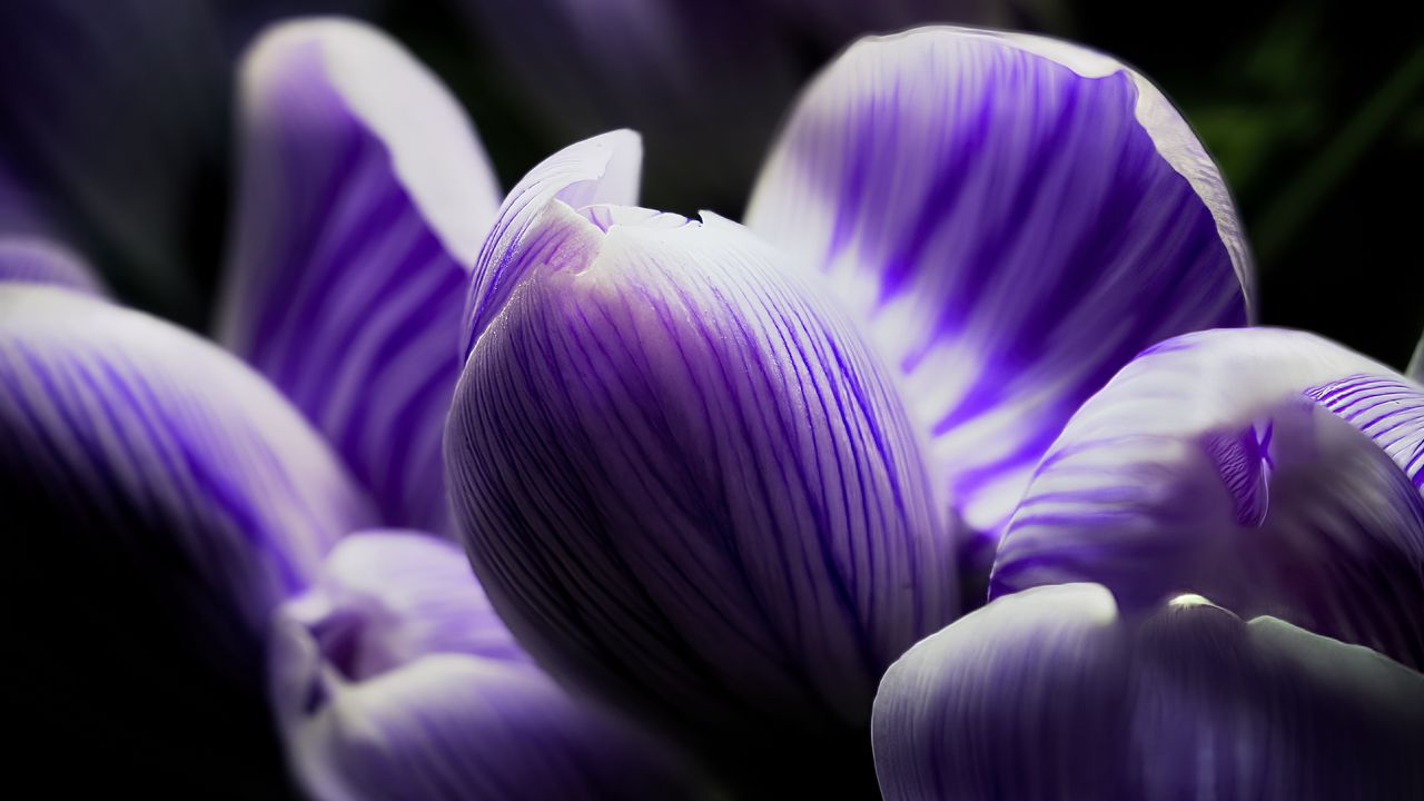 Wallpaper crocus, bud, macro, purple, flower