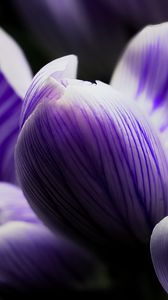 Preview wallpaper crocus, bud, macro, purple, flower