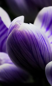 Preview wallpaper crocus, bud, macro, purple, flower