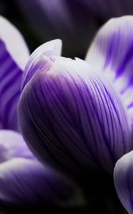 Preview wallpaper crocus, bud, macro, purple, flower