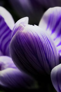 Preview wallpaper crocus, bud, macro, purple, flower